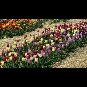 Meet your Posher, Alison